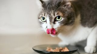 Green-eyed cat licks their lips after eating a bowl of food