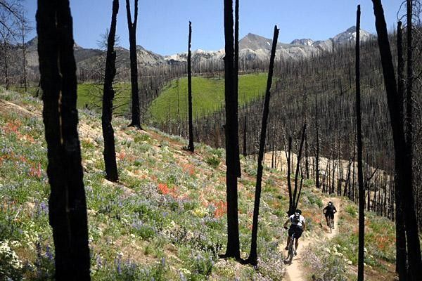 Testing the bikes in an area burnt by a forest fire