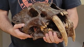 A man holds a sbaer-tooth cat skull