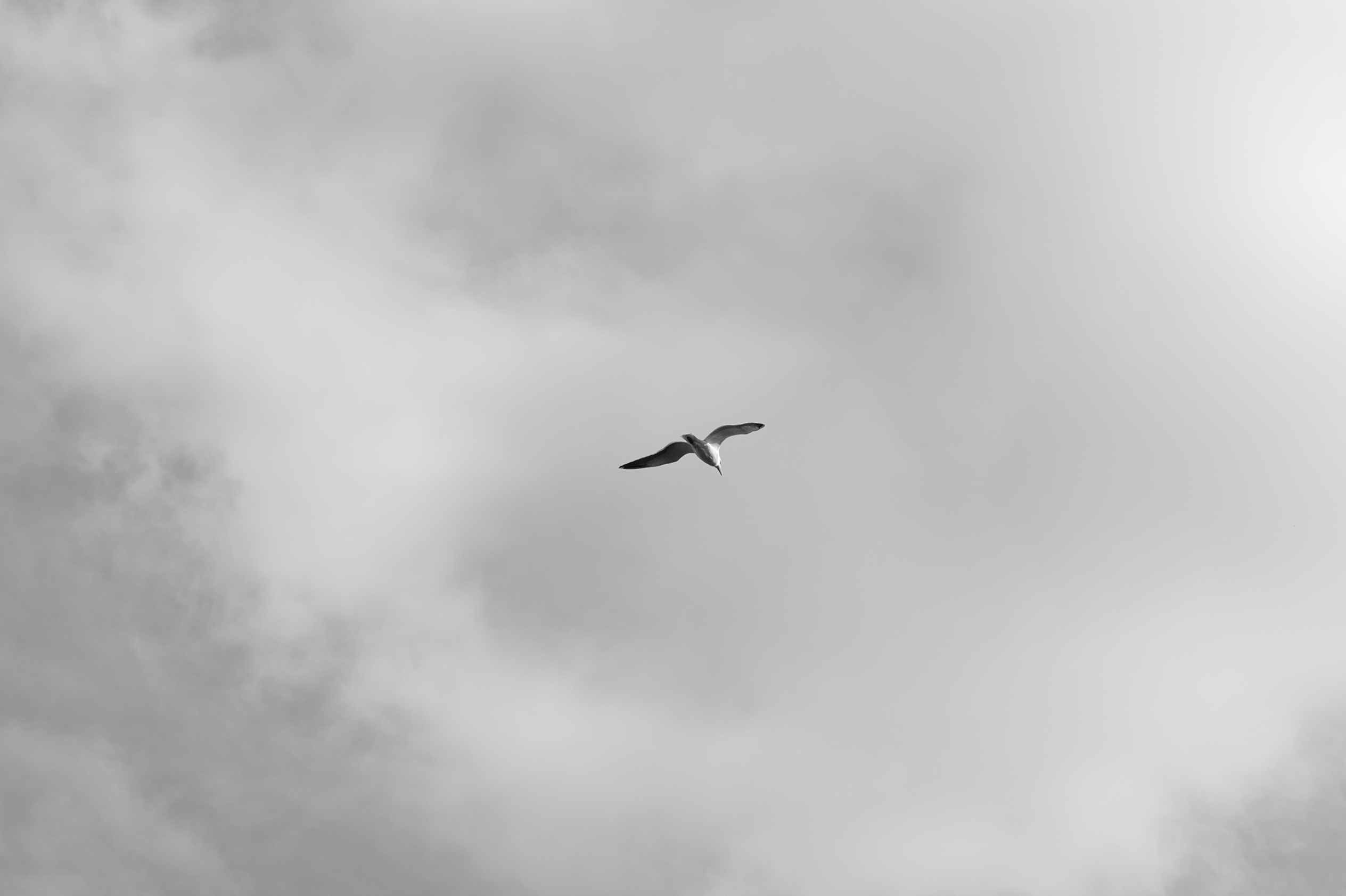 A photo taken on a Leica Q3 Monochrom black-and-white camera