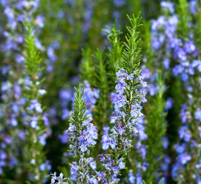 Rosemary Plants