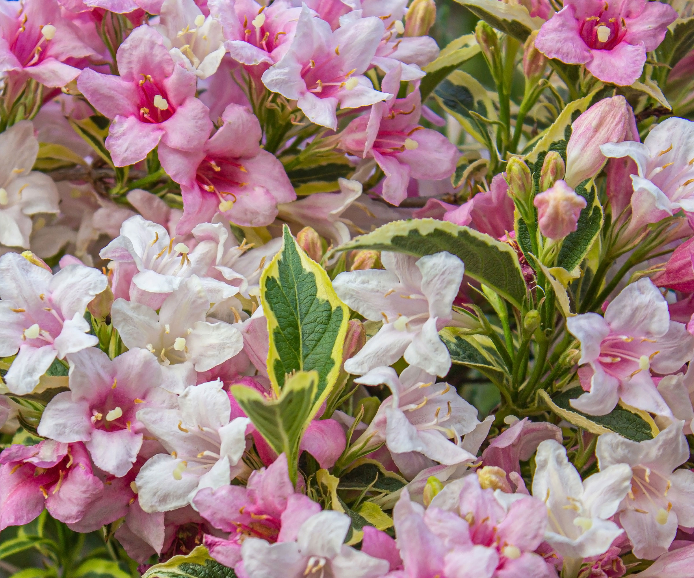 white and pink flowers and variegated foliage of Weigela ‘Florida variegata'