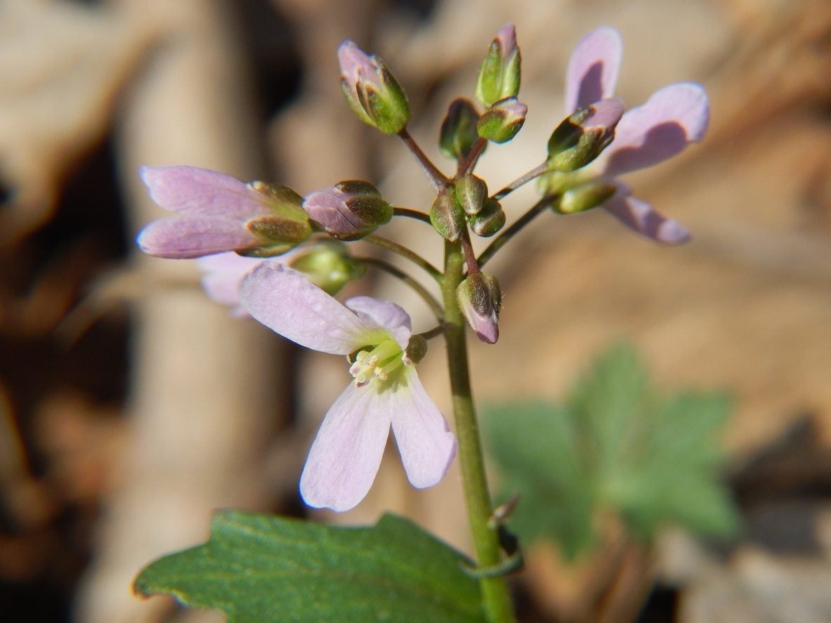 toothwort