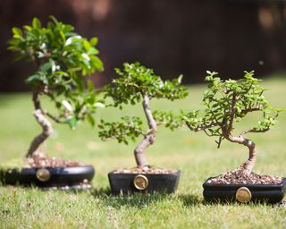 The Happy Shrub bonsai trees