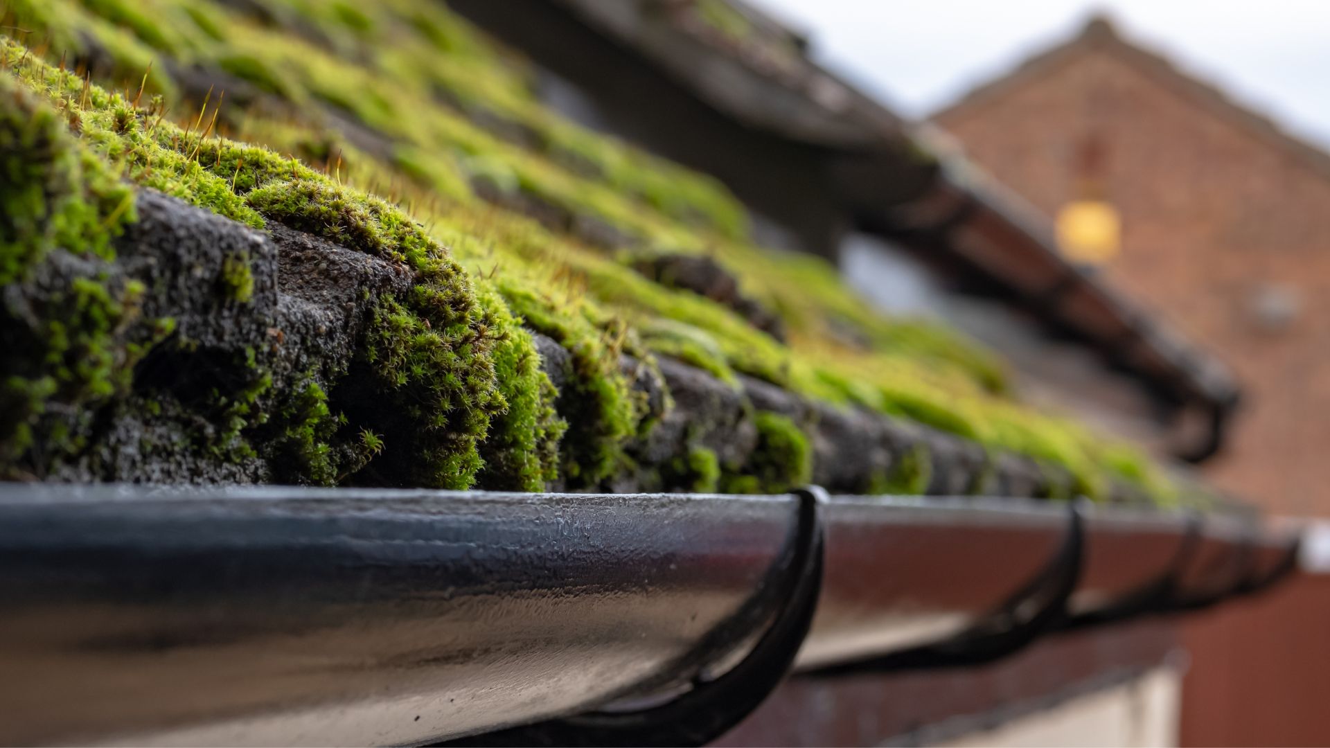picture of moss growth on roof and guttering