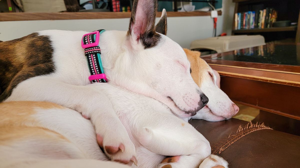 Beesly and Moose the dogs sleeping on top each other