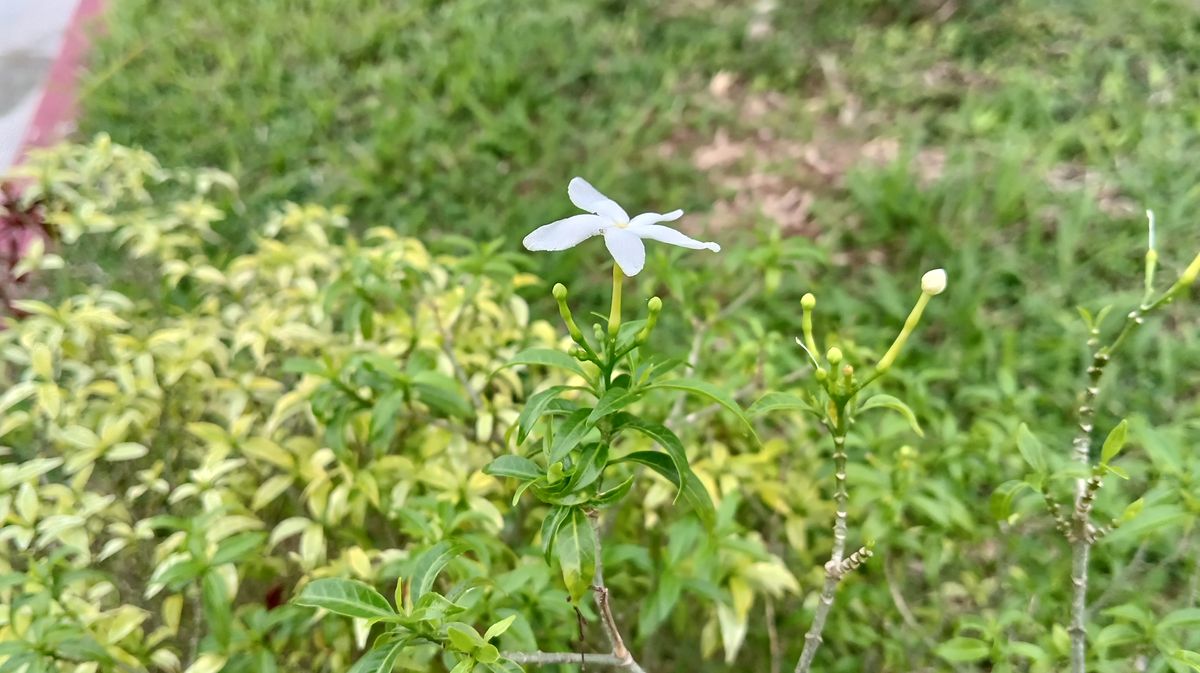 POCO M5 sample shot