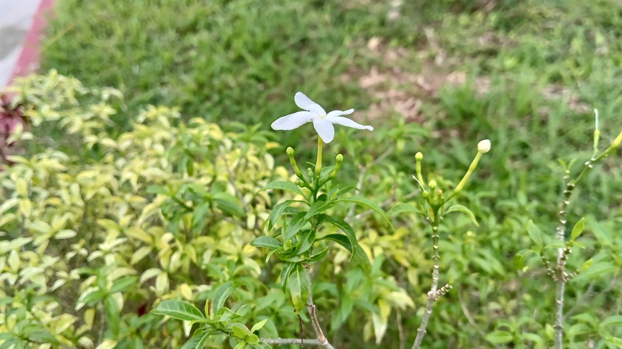 POCO M5 sample shot