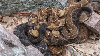 This photo does NOT show the rattlesnakes under the California home. Here, four gravid timber rattlesnakes basking at rookery area near their den.