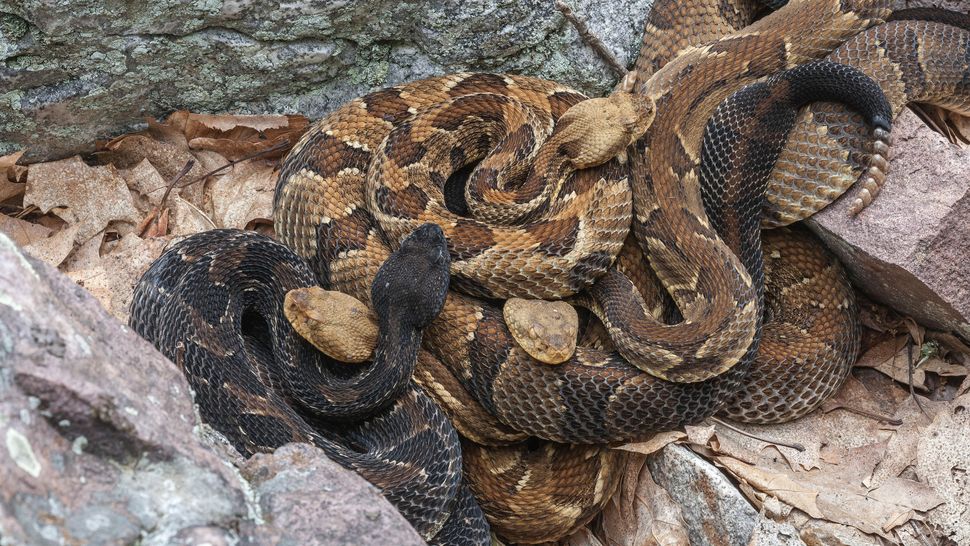 Why did more than 90 rattlesnakes move into a California home? | Live ...