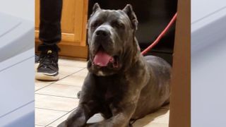 Missing Cane Corso dog Buddy lying on the kitchen floor