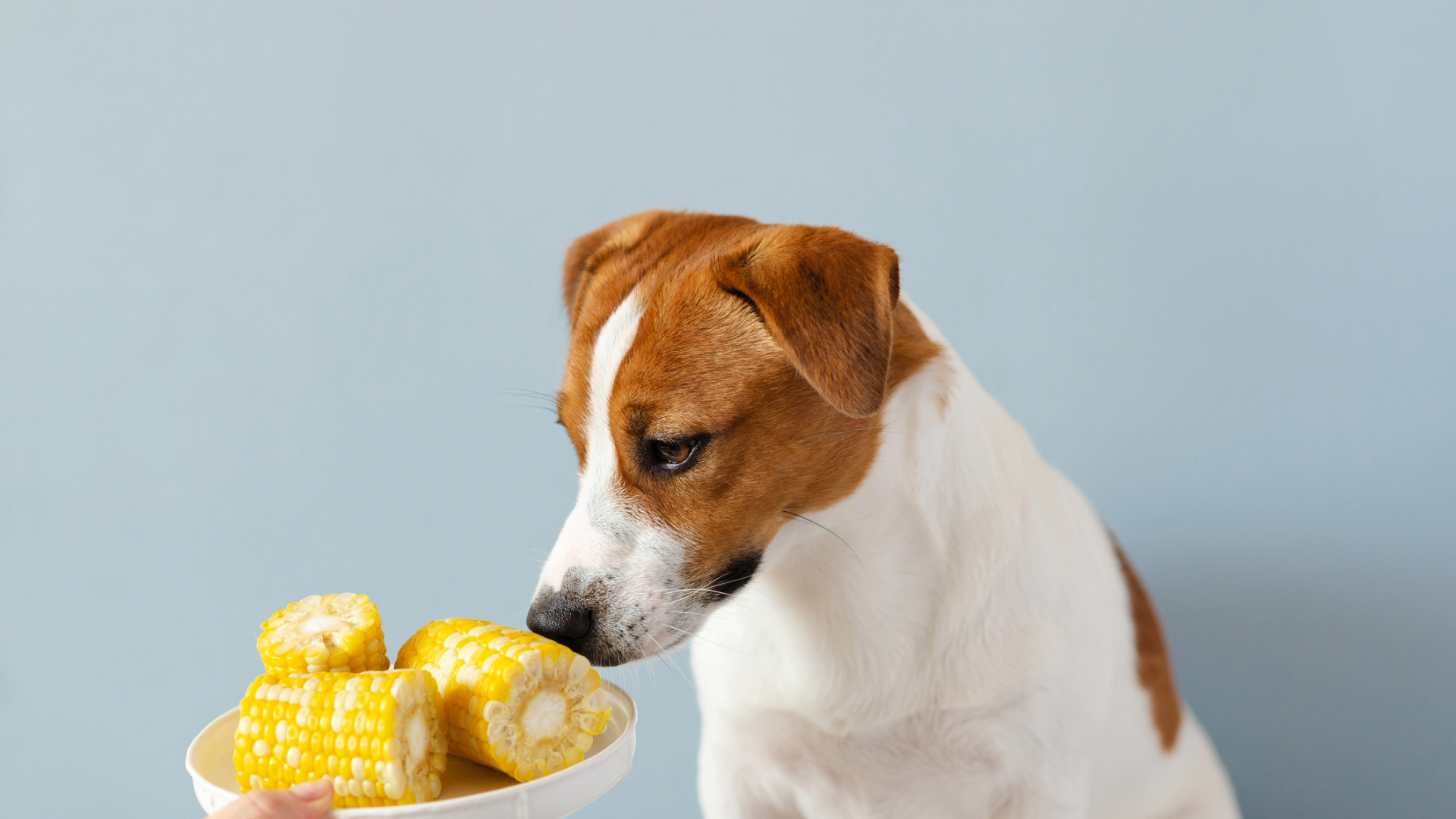 A dog sniffing some corn in a bowl