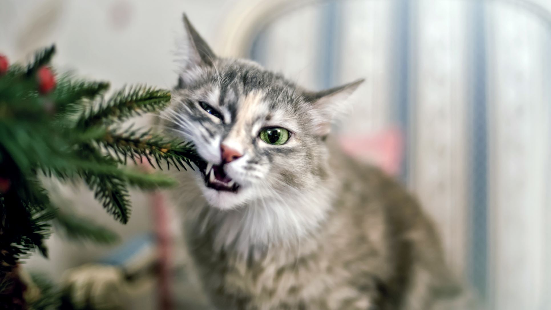 How to stop clearance cats from eating plants