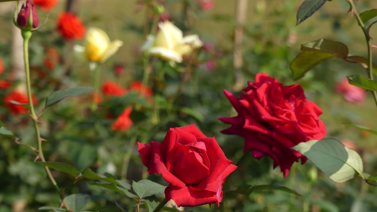 Roses growing in the garden