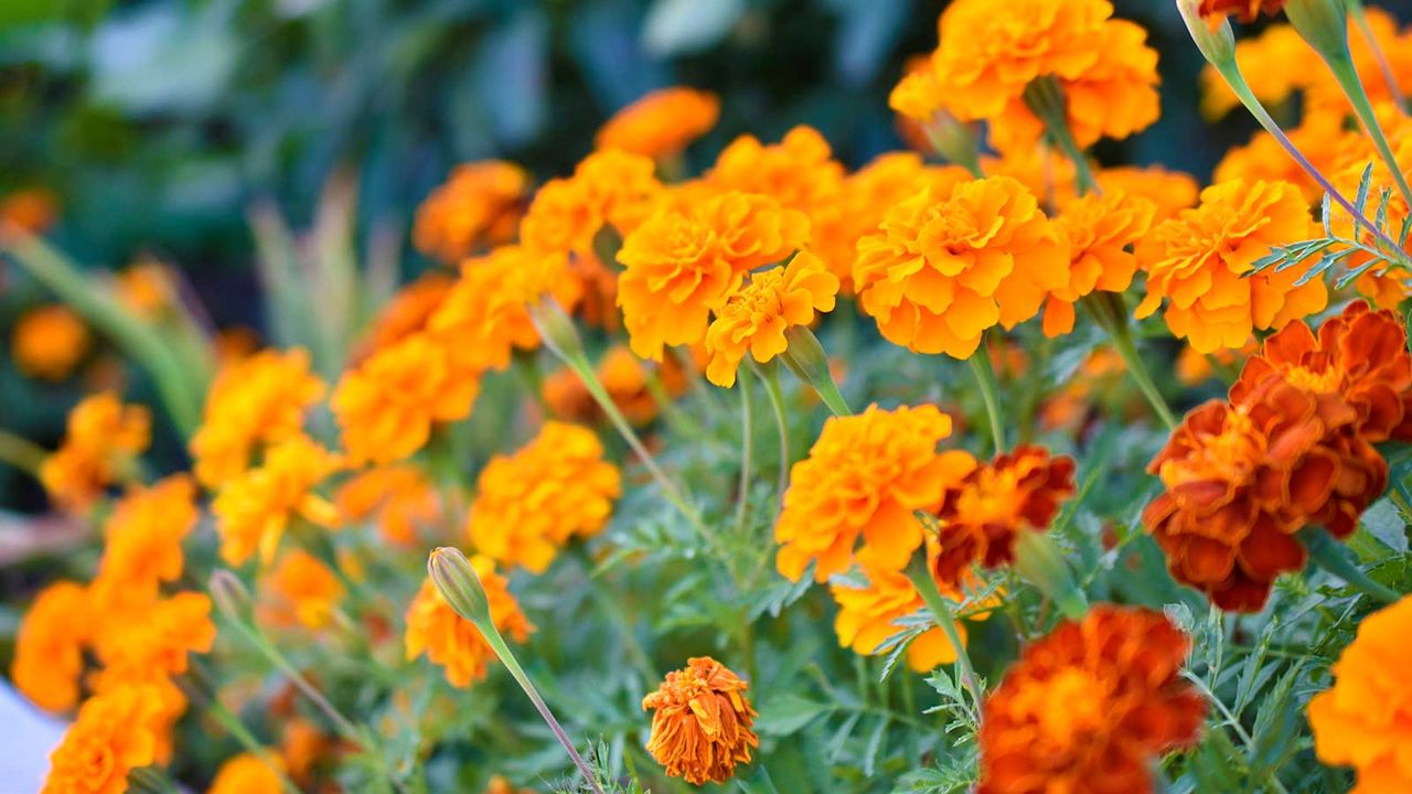 French marigolds