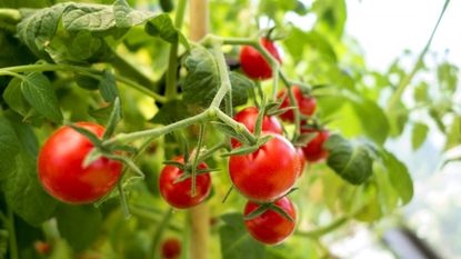 Red ripe tomatoes growing on the truss of a plant