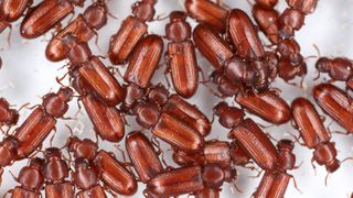 Dozens of red flour beetles