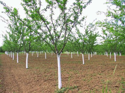 Orchard Of Plum Trees