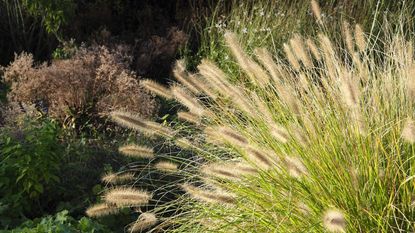 Plumes of fountain grass in a fall garden