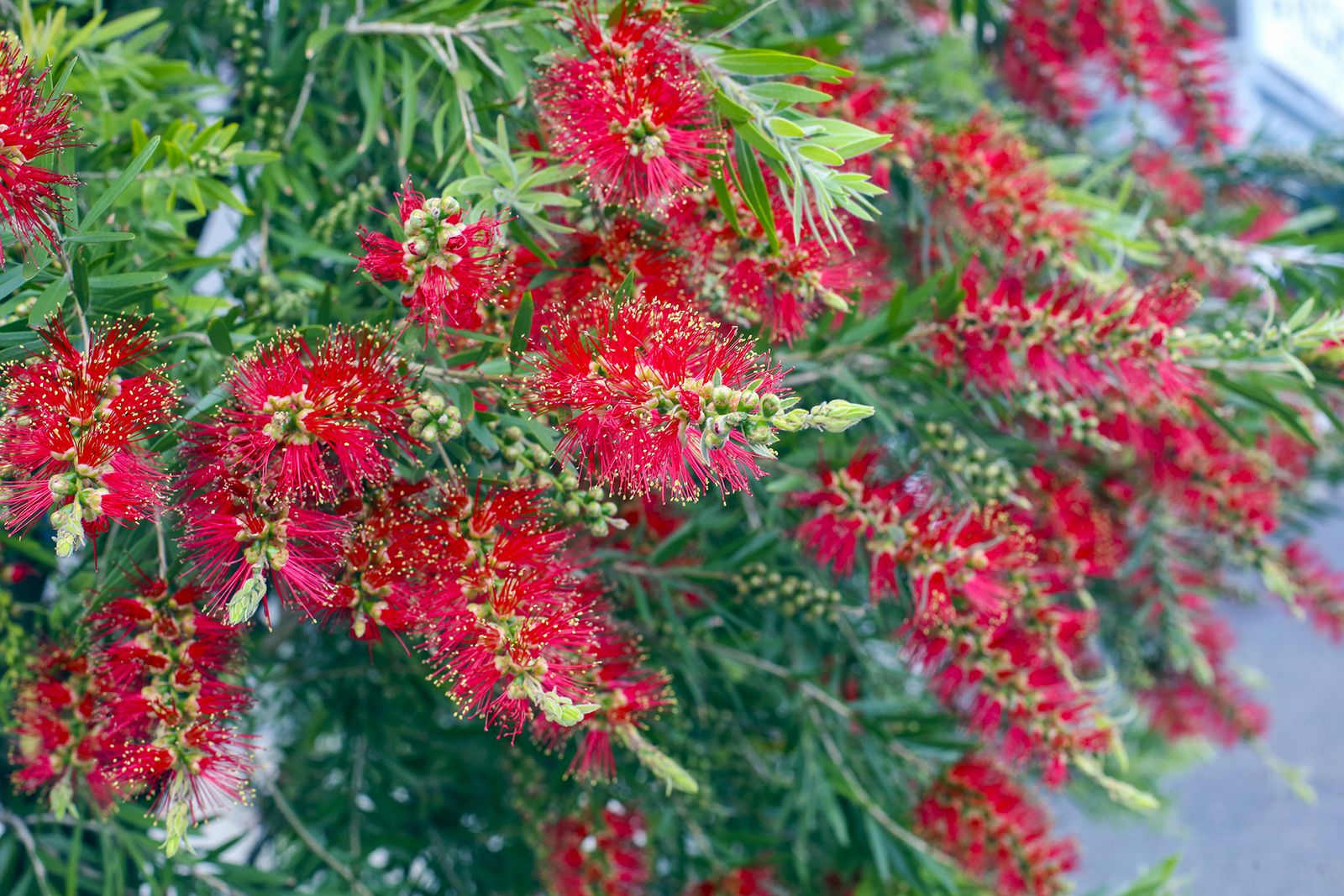 Best fastgrowing flowering trees 10 beautiful ideas Homes & Gardens