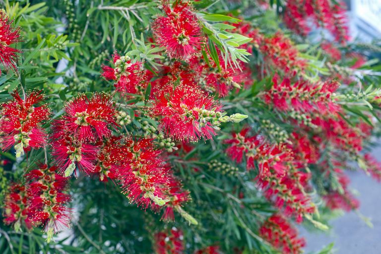 Best fastgrowing flowering trees 10 beautiful ideas Homes & Gardens