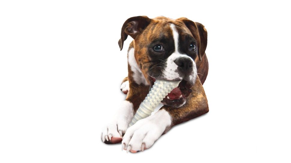 are-nylabones-safe-for-dogs-petsradar