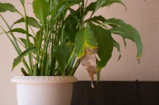 Close-up of the green leaves of a spathiphyllum houseplant, yellowed and withered