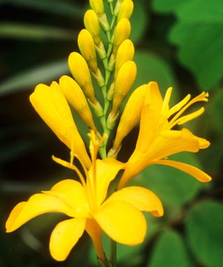 Paul's Best Yellow crocosmia varieties flowering in summer display