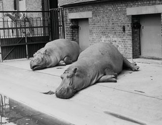 hipppotami Neville and Daisy bask in 1953