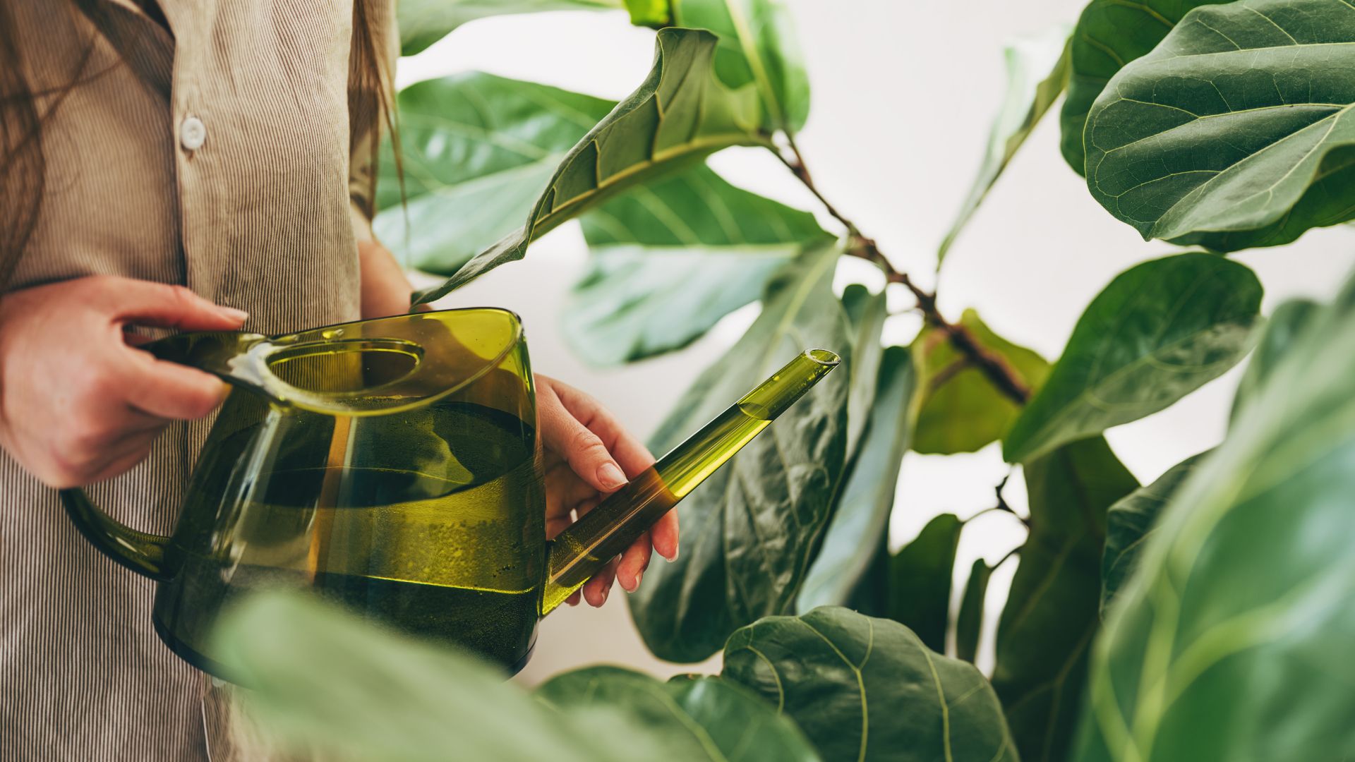 picture of woman watering large houseplant with watering can