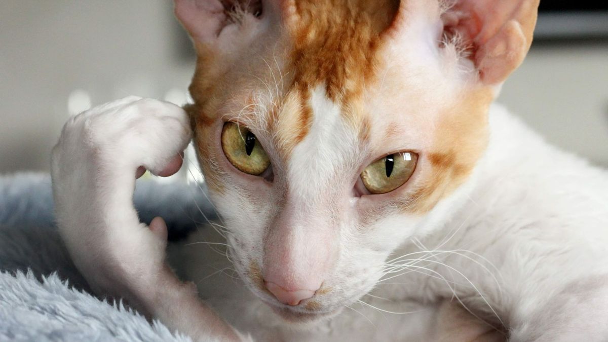 32 interesting facts about Cornish rex cats | PetsRadar