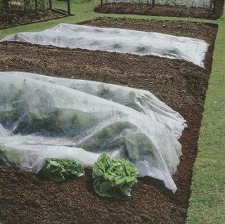 how to protect plants from winter: fleece cover over cabbages homebase