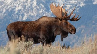 Bull moose in Grand Teton National Park, USA