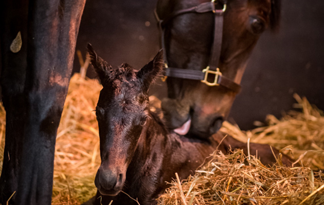 treve-foal2-42