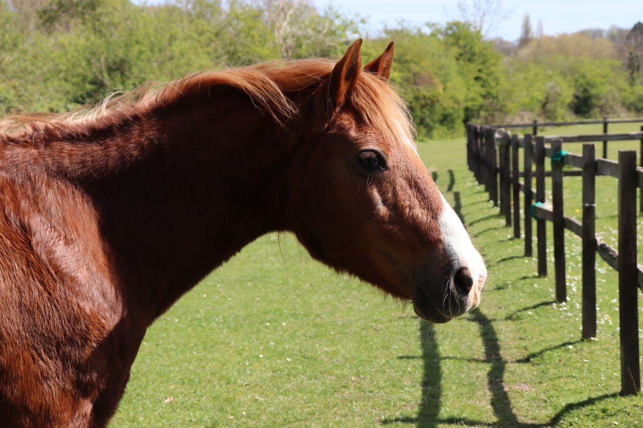 Canon EOS 250D review