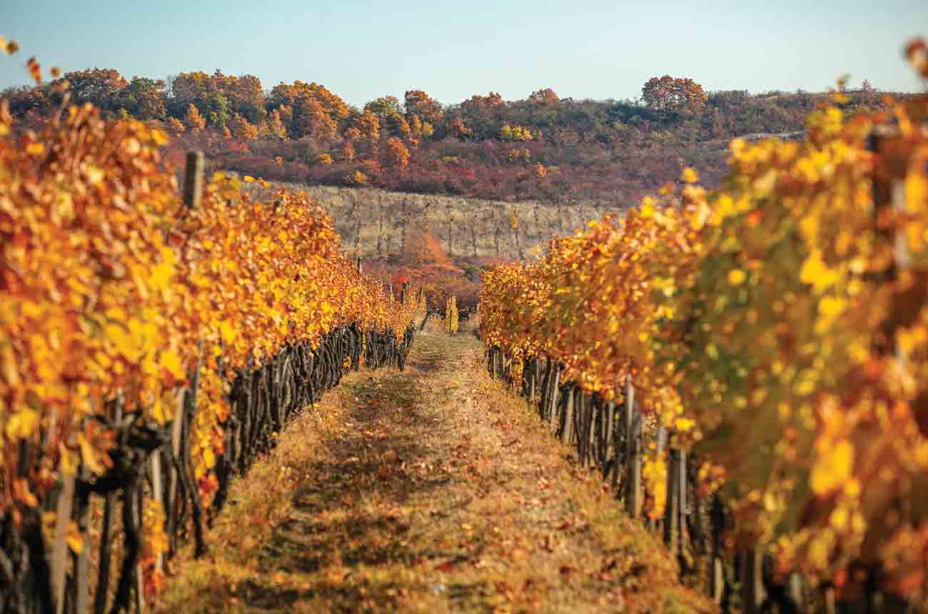Vineyards in Hungary