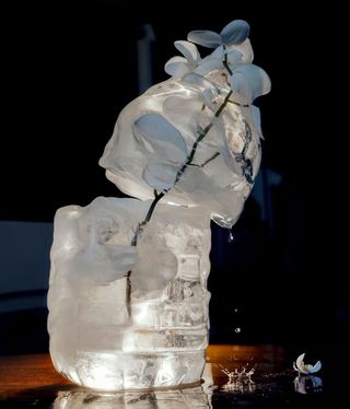 Photograph of a flower in ice by Igor Pjörrt