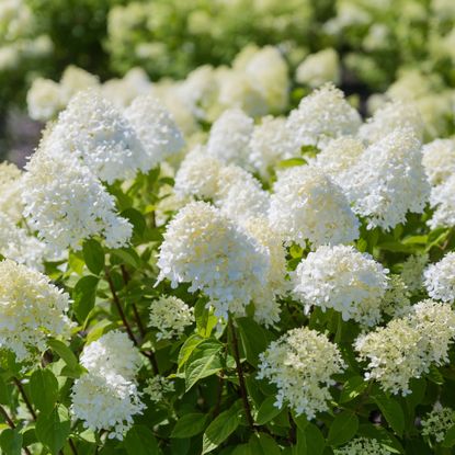 White flowering panicle hydrangea shrubs