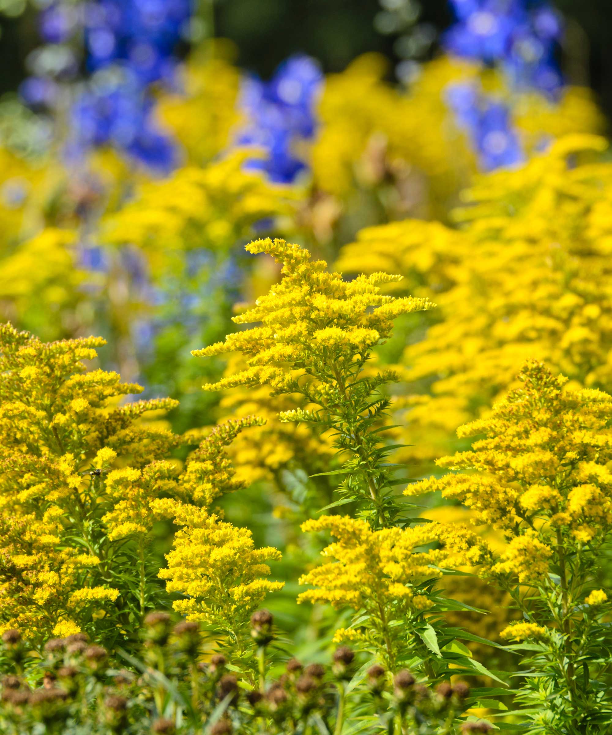 goldenrod flowers
