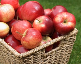 red Discovery apples in a basket