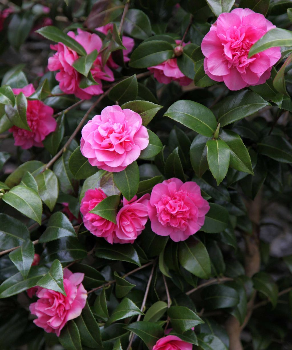 Camellia problems 5 issues to avoid Gardeningetc