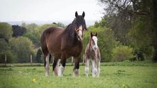 Robinsons Brewery foal