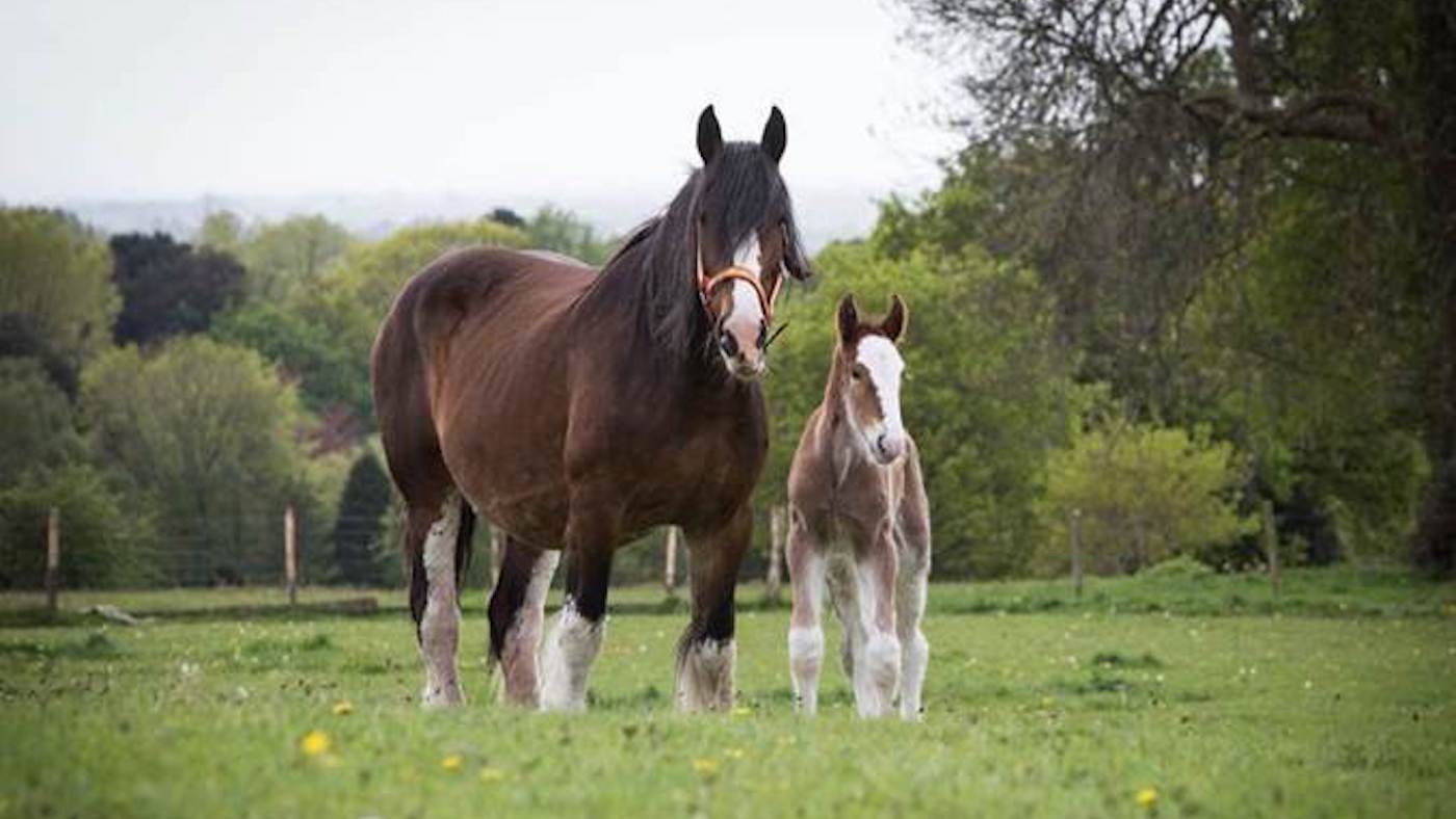 Robinsons Brewery foal