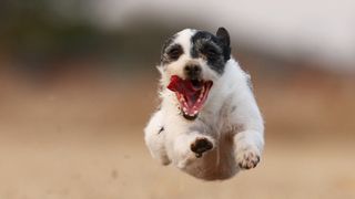 Dog flying through the air