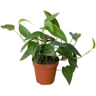 Pothos 'Cebu Blue' 