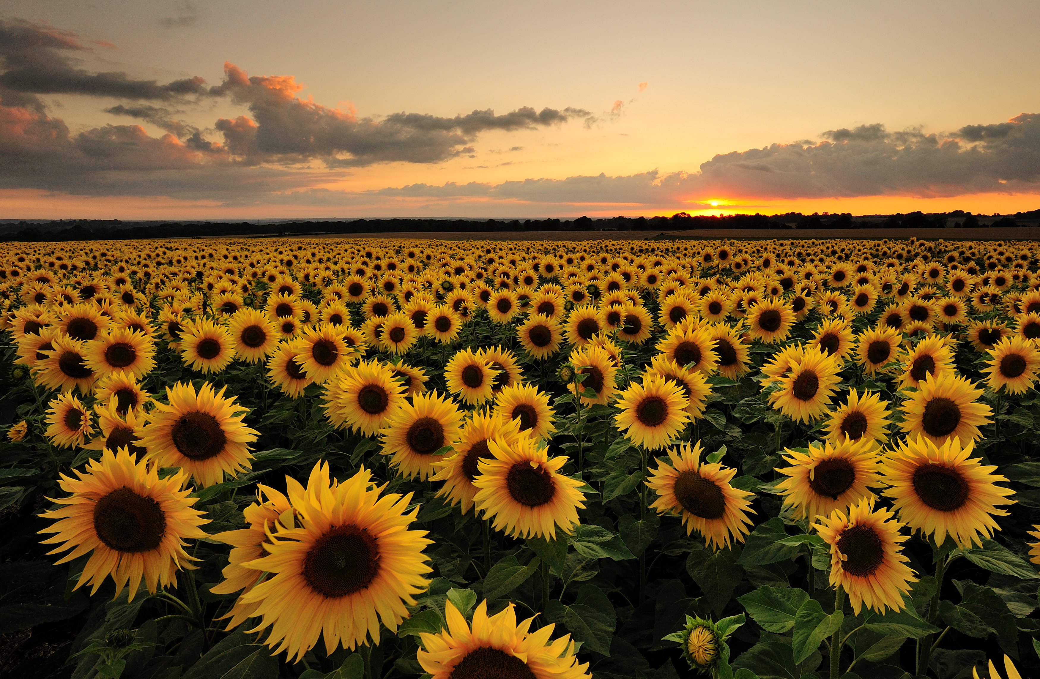 Sunflower field with sun setting in the background
