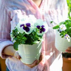 pansies in pots