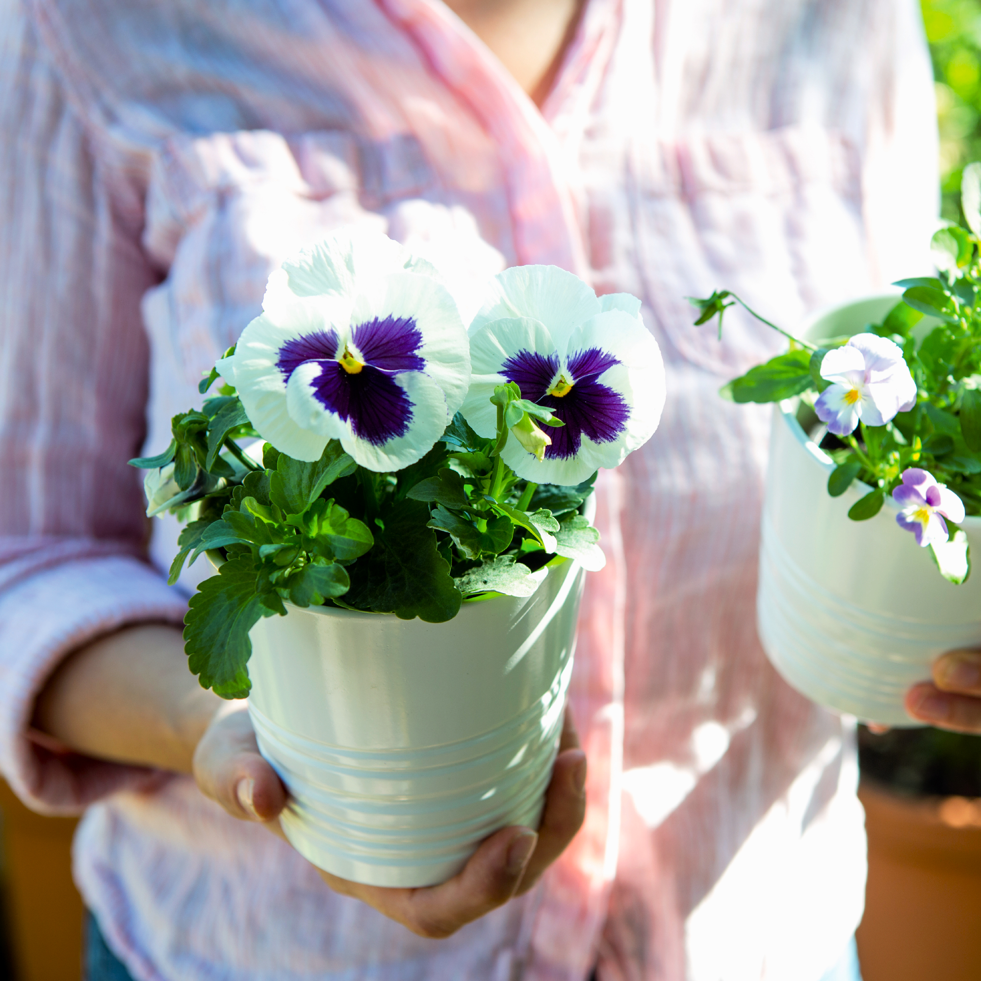 pansies in pots