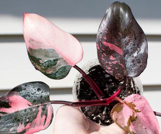 Beautiful bright pink and black leaf of Philodendron Pink Princess