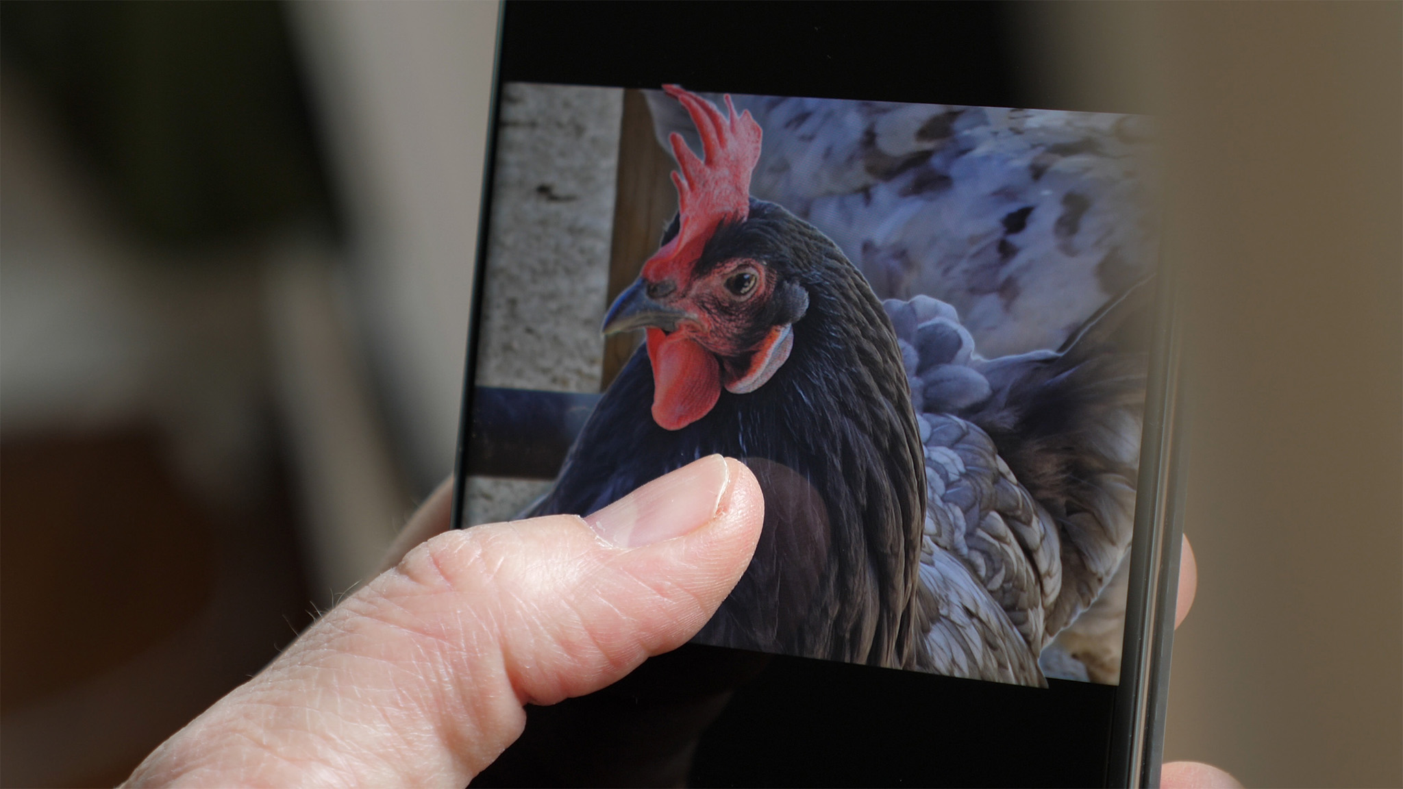 Separating a picture of a chicken from the background on One UI 5.1 on a Samsung Galaxy S23 Ultra